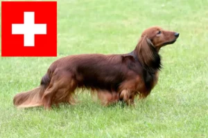 Read more about the article Dachshund crescători și căței în Elveția