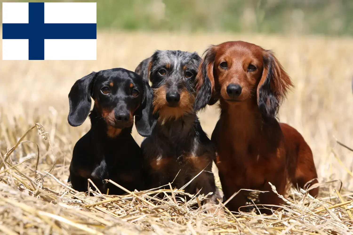 Read more about the article Dachshund crescători și căței în Finlanda