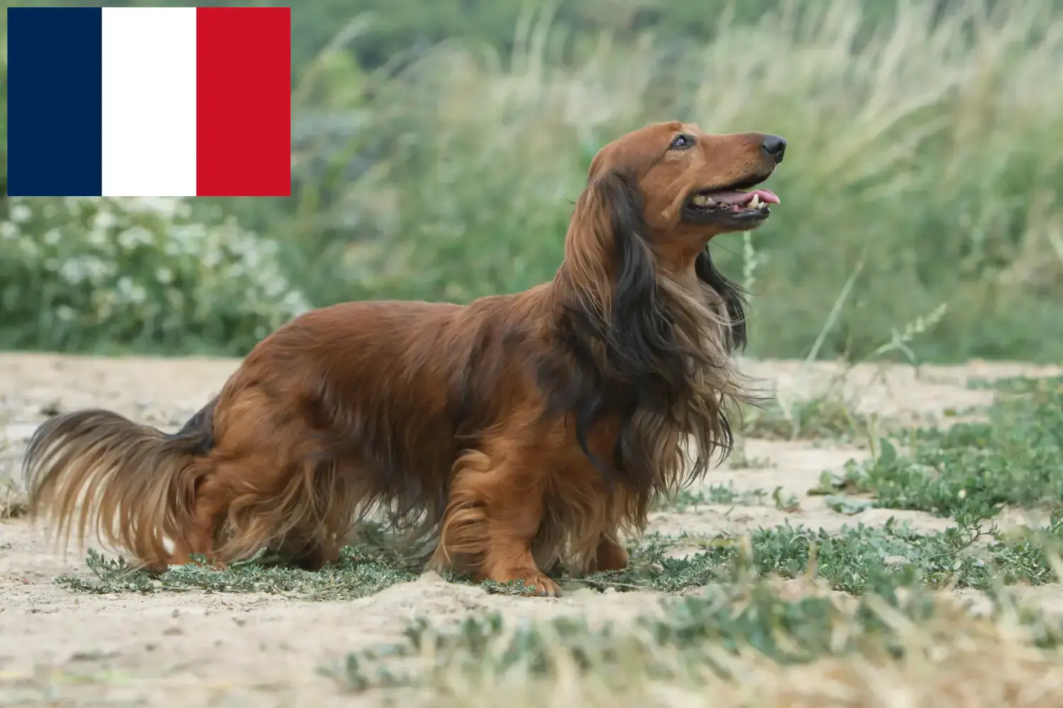 Read more about the article Dachshund crescători și căței în Franța