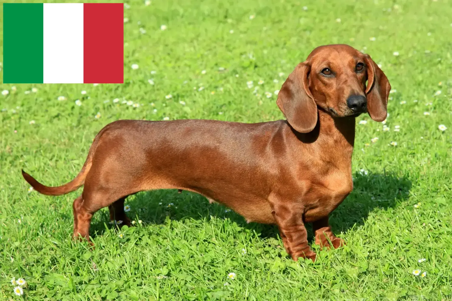 Read more about the article Dachshund crescători și căței în Italia