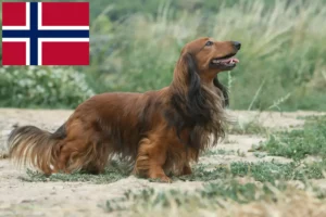 Read more about the article Dachshund crescători și căței în Norvegia