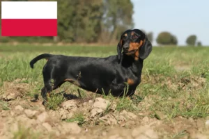 Read more about the article Dachshund crescători și căței în Polonia