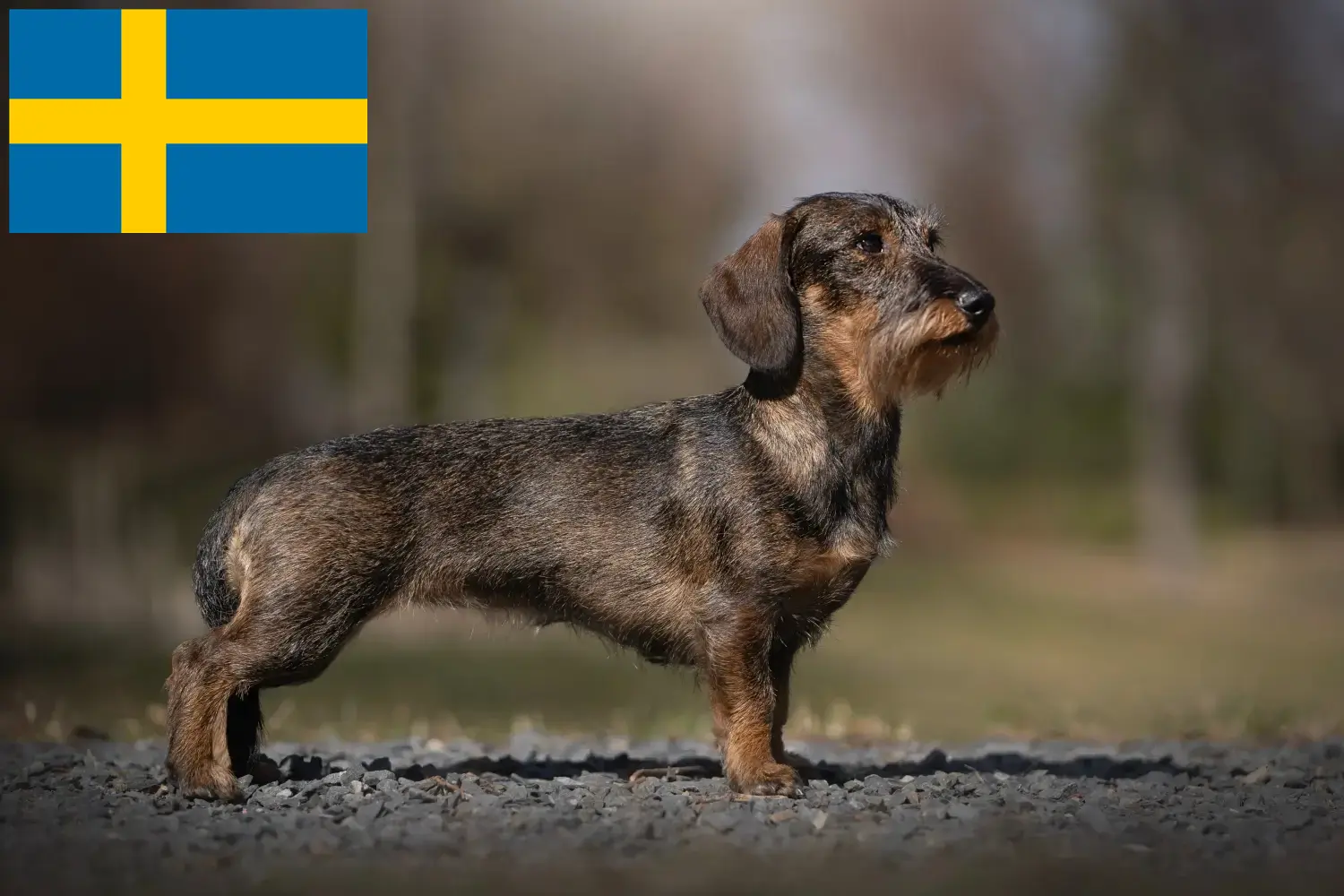 Read more about the article Dachshund crescători și căței în Suedia