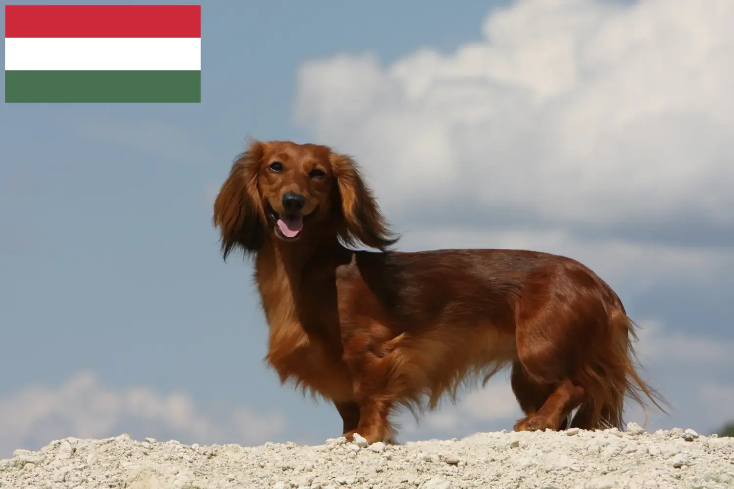 Read more about the article Dachshund crescători și căței în Ungaria