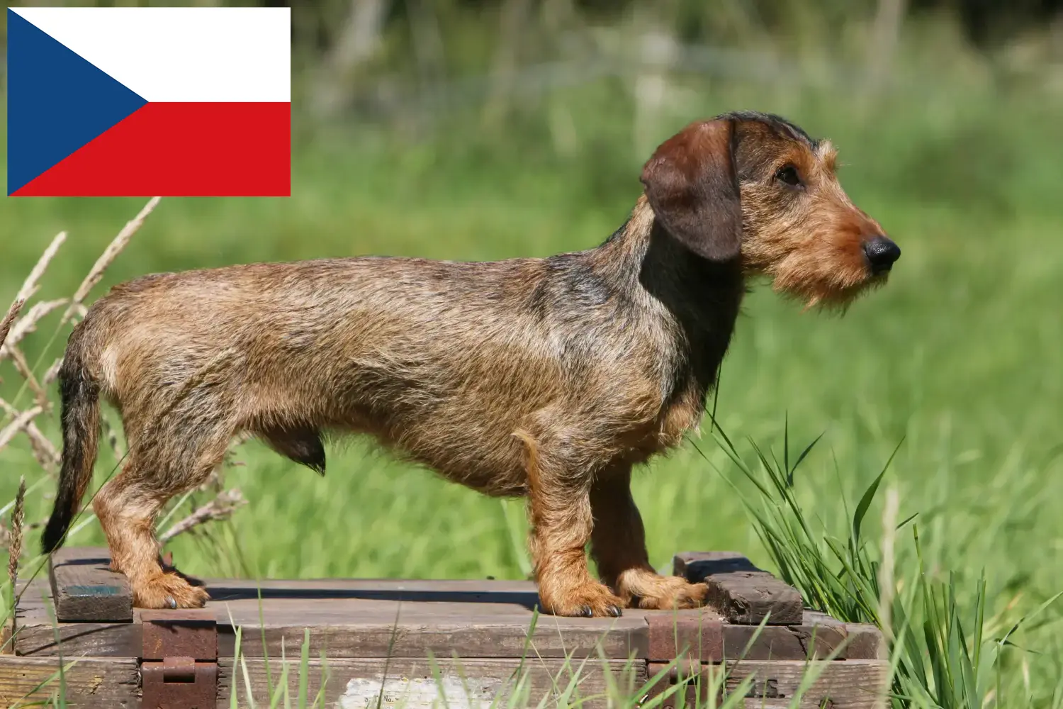 Read more about the article Dachshund crescători și căței în Republica Cehă