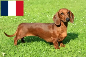 Read more about the article Dachshund crescători și căței pe Réunion