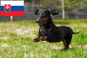 Read more about the article Dachshund crescători și căței în Slovacia