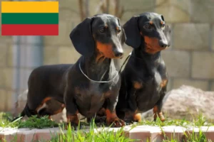 Read more about the article Dachshund crescători și căței în Lituania