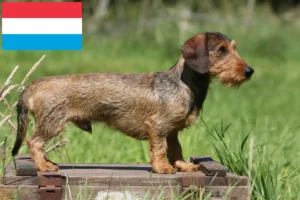 Read more about the article Dachshund crescători și căței în Luxemburg