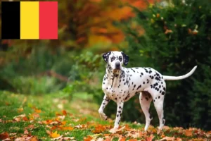 Read more about the article Crescători de Dalmațieni și căței în Belgia