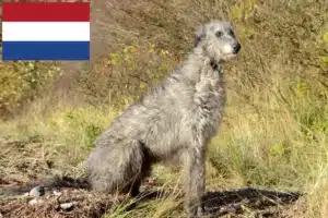 Read more about the article Crescători de Deerhound și căței în Olanda