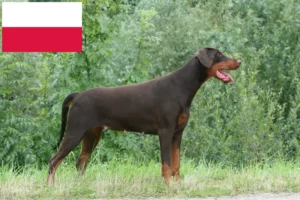 Read more about the article Doberman crescători și căței în Polonia