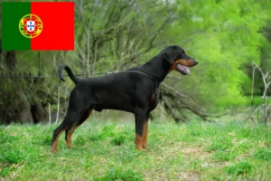 Read more about the article Doberman crescători și căței în Portugalia