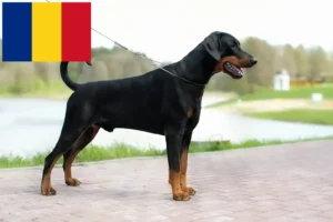 Read more about the article Crescători și căței Doberman în România