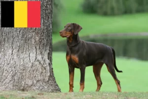 Read more about the article Doberman crescători și căței în Belgia