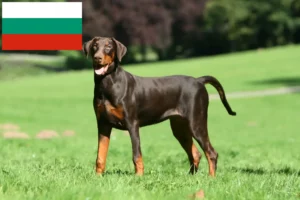 Read more about the article Doberman crescători și căței în Bulgaria