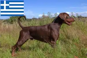 Read more about the article Doberman crescători și căței în Grecia