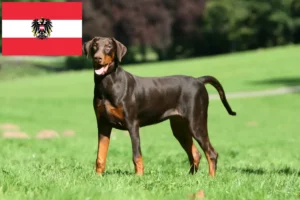 Read more about the article Dobermann crescători și căței în Austria