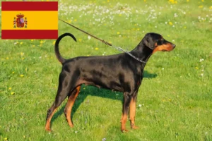 Read more about the article Doberman crescători și căței în Spania