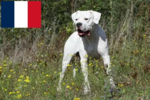 Read more about the article Dogo Argentino crescători și căței în Franța