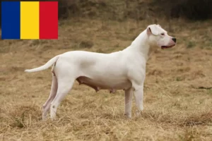 Read more about the article Dogo Argentino crescători și căței în România