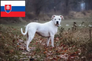 Read more about the article Dogo Argentino crescători și căței în Slovacia