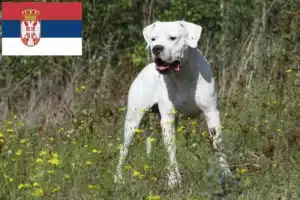 Read more about the article Dogo Argentino crescători și căței în Serbia