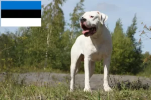 Read more about the article Dogo Argentino crescători și căței în Estonia