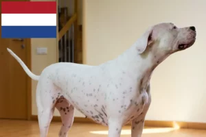 Read more about the article Dogo Argentino crescători și căței în Olanda