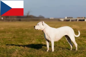 Read more about the article Dogo Argentino crescători și căței în Republica Cehă