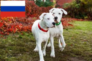 Read more about the article Dogo Argentino crescători și căței în Rusia