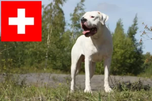 Read more about the article Dogo Argentino crescători și căței în Elveția