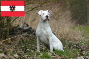 Read more about the article Dogo Argentino crescători și căței în Austria