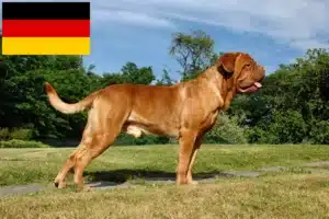 Read more about the article Dogue de Bordeaux crescători și căței în Germania