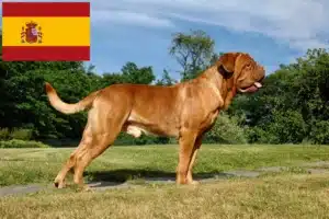 Read more about the article Dogue de Bordeaux crescători și căței în Spania