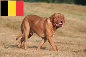 Read more about the article Dogue de Bordeaux crescători și căței în Belgia