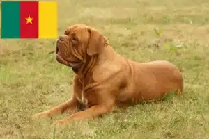 Read more about the article Dogue de Bordeaux crescători și căței în Camerun