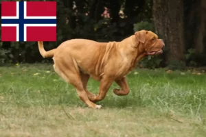 Read more about the article Dogue de Bordeaux crescători și căței în Norvegia