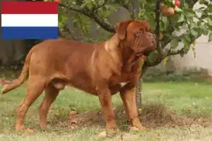 Read more about the article Dogue de Bordeaux crescători și căței în Olanda