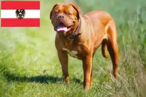 Read more about the article Dogue de Bordeaux crescători și căței în Austria