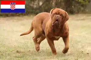 Read more about the article Dogue de Bordeaux crescători și căței în Croația