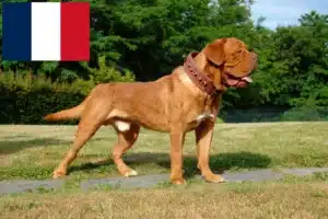 Read more about the article Dogue de Bordeaux crescători și căței în Franța