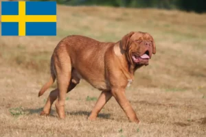 Read more about the article Dogue de Bordeaux crescători și căței în Suedia