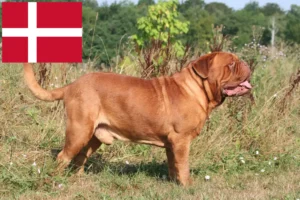 Read more about the article Dogue de Bordeaux crescători și căței în Danemarca