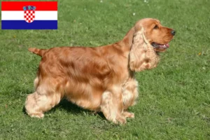 Read more about the article English Cocker Spaniel crescători și căței în Croația