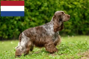 Read more about the article Crescători de Cocker Spaniel Englez și căței în Olanda