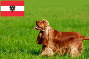 Read more about the article English Cocker Spaniel crescători și căței în Austria