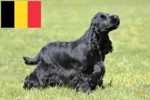 Read more about the article English Cocker Spaniel crescători și căței în Belgia