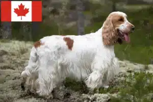 Read more about the article English Cocker Spaniel crescători și căței în Canada