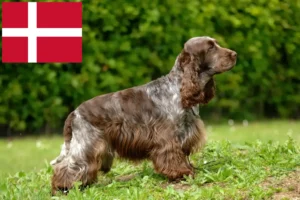 Read more about the article English Cocker Spaniel crescători și căței în Danemarca